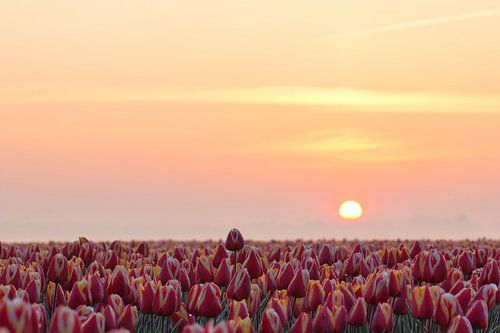 Tulpenveld bij zonsopkomst