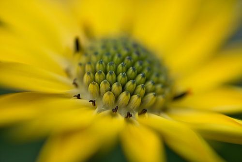 They call me yellow van Jolanda de Jong-Jansen