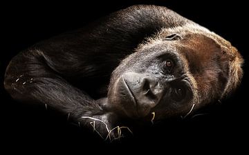 Vrouwelijke gorilla van Eva Sträter