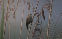 Reed warbler during a foggy morning