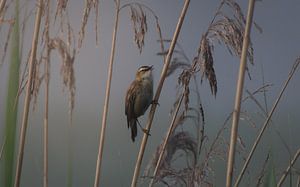 Phragmite des roseaux lors d'une matinée brumeuse