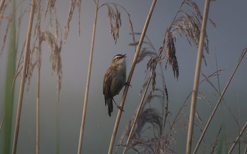 Phragmite des roseaux lors d'une matinée brumeuse sur Lennart ter Harmsel