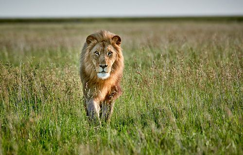 Mannelijke leeuw patrouilleert door het gebied