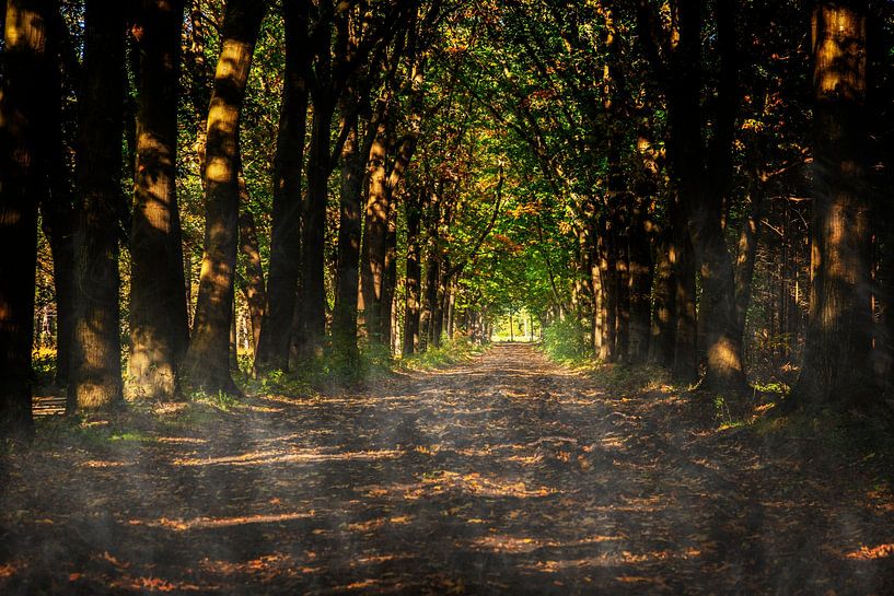 Forest trail in the early hours with fog. by Brian Morgan
