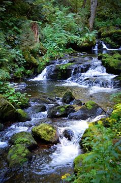 Idyllische waterval in het bos van Byroosmarijn