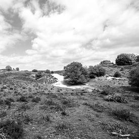 schwarz und weiß veluwe Bild von Thomas Winters