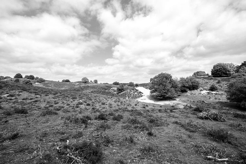 schwarz und weiß veluwe Bild von Thomas Winters