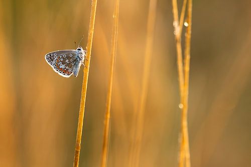 Bleu Icare