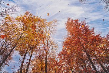 flying leaves by Thomas Heitz