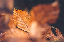 Berkenbladeren in oranje herfstkleur van Fotografiecor .nl