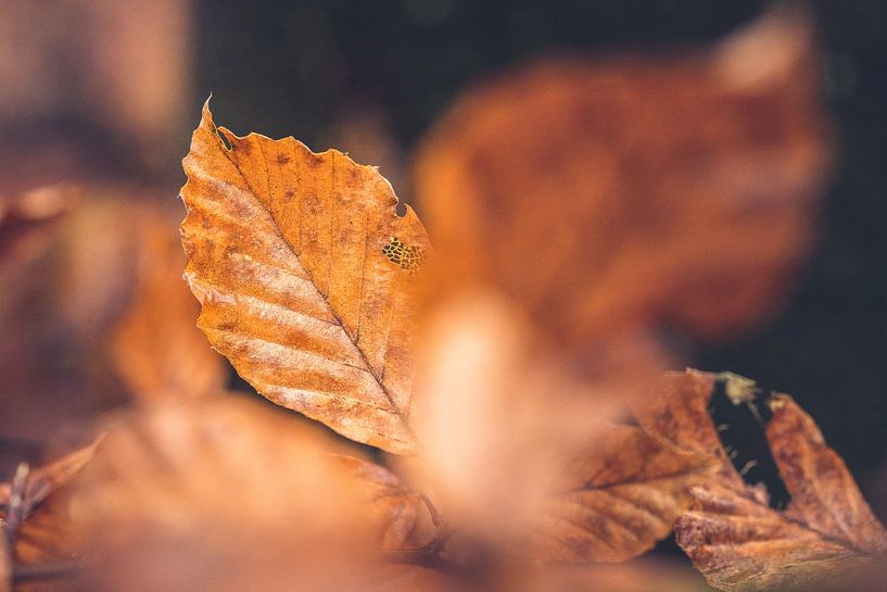 Birch leaves in orange autumn color by Fotografiecor .nl