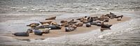 Phoques reposant sur un banc de sable par Frans Lemmens Aperçu