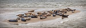 Zeehonden rusten uit op een zandbank van Frans Lemmens
