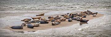 Zeehonden rusten uit op een zandbank van Frans Lemmens