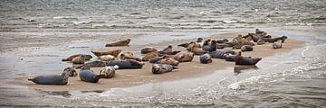 Phoques reposant sur un banc de sable