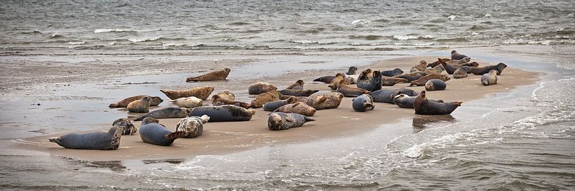 Phoques reposant sur un banc de sable par Frans Lemmens