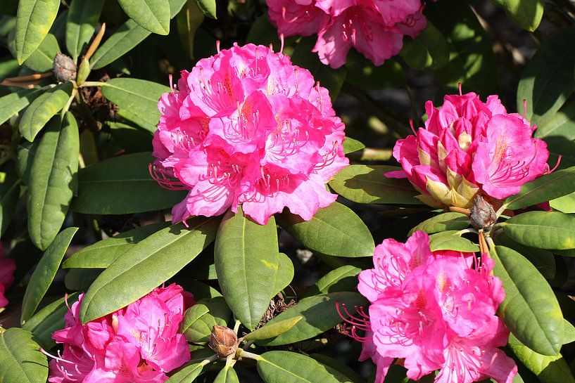 Rhododendron in pink von Anja Bagunk
