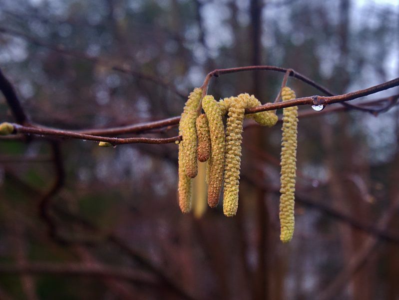 Hazelnootbloesems 4 van Edgar Schermaul