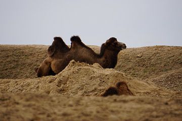 Zwei Kamele (Camelus bactrianus) zwischen den Hügeln von Sharon Steen Redeker
