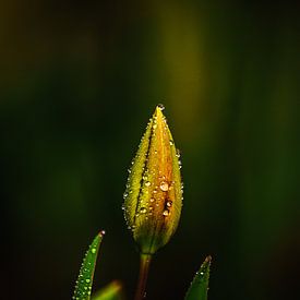 Tulpe in Knospe mit Regentropfen von Erwin Floor