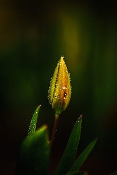 Tulp in de knop met regendruppels van Erwin Floor