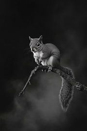 Eichhörnchen von Poster Art Shop