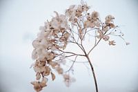 Hydrangea in the snow 4