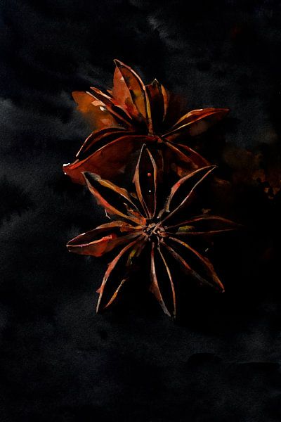 Steranijs (waterverf) van zippora wiese