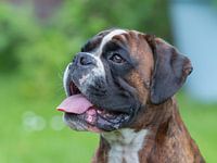 Portret boxer