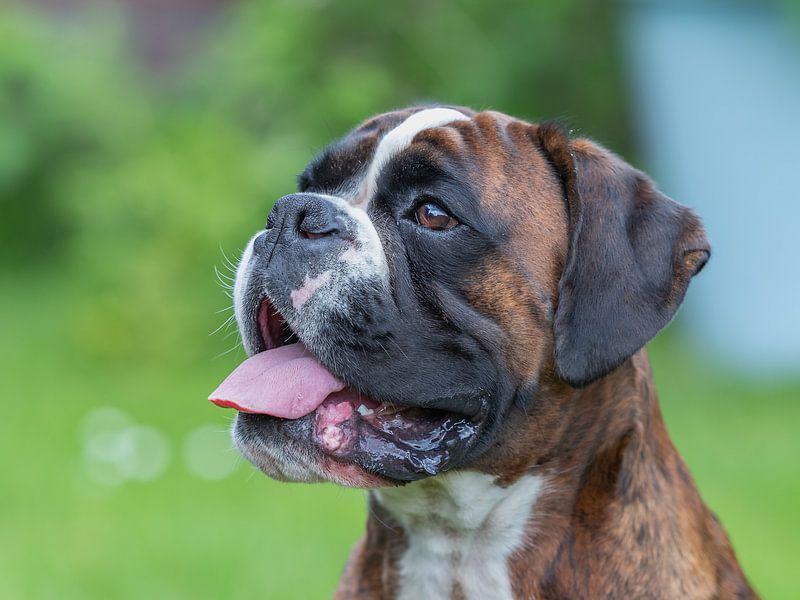 Porträt Boxer von Aandenken in Beeld
