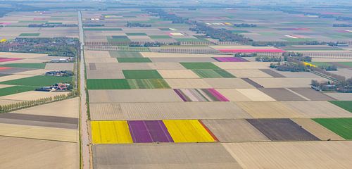 Luchtfoto van bloeiende tulpenvelden tijdens de lente