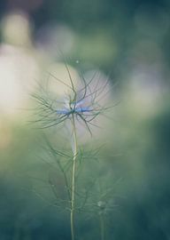 flowers part 153 by Tania Perneel