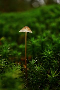 paddenstoel van By Karin