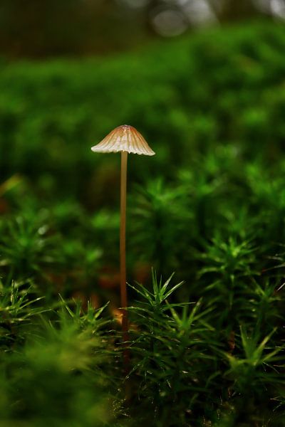 champignon par By Karin
