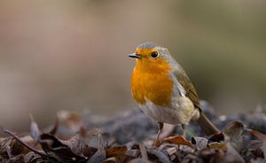 Roodborst op de grond tijdens de winter