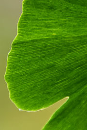 Feuille de ginseng 2 sur Erik Buitenhuis