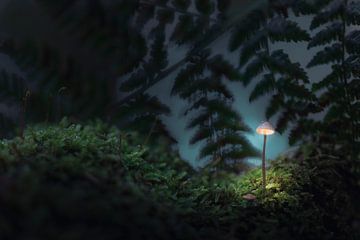 Einzelner Pilz zwischen Farnen von Zwoele Plaatjes