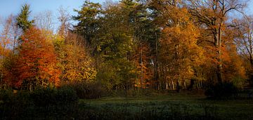 Zonnetje schijnt op herfstbos van peterheinspictures