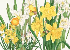 Daffodil Flower - Tanigami Kônan by Apolo Prints