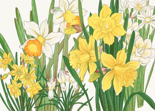 Narzissenblüte – Tanigami Kônan