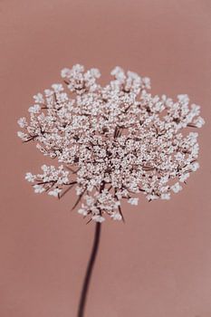 Fleur de sureau vieux rose