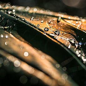 Des diamants dans la lumière du soir sur Patrick Kilb