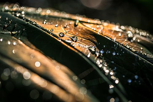 Des diamants dans la lumière du soir