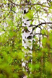 Birken von Thomas Jäger