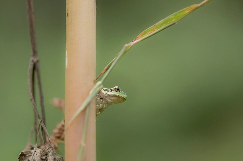 Tree frog behind common hogweed by Ans Bastiaanssen