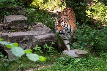 Tigre de l'Amour ou Tigre de Sibérie : Ouwehands DIerenpark sur Loek Lobel