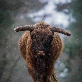 Schotse Hooglander stier van Tom Zwerver