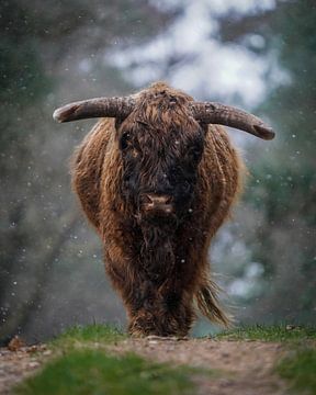 Schotse Hooglander stier van Tom Zwerver