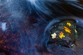 Motion sur Harold van den Berge