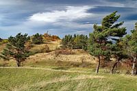 Ouragan sur la montagne des chèvres dans les montagnes du Harz